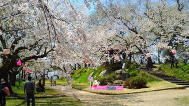 烏帽子山公園（えぼしやまこうえん）赤湯温泉と一緒に楽しみたい南陽市の桜の名所