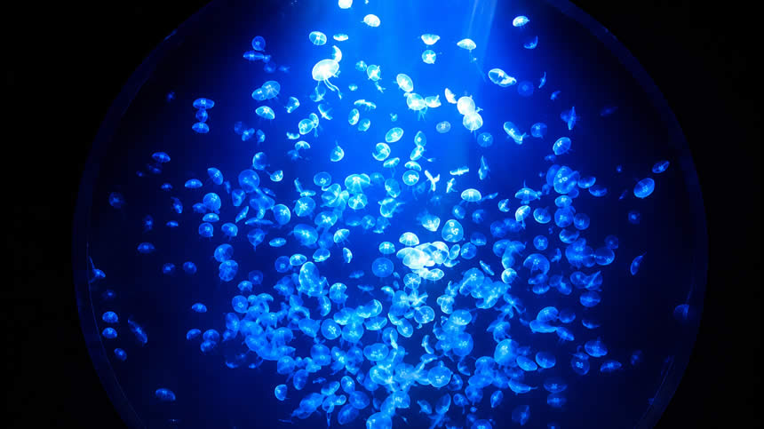 加茂水族館