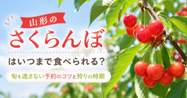 山形のさくらんぼはいつまで食べられる？旬を逃さない予約のコツと狩りの時期